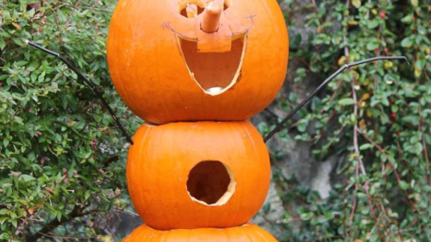 Pumpkin carvings made into Olaf from the movie Frozen. The pumpkins are bright orange.