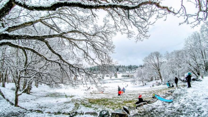 People playing in snow-covered ground. There are trees covered with snow in the foreground.