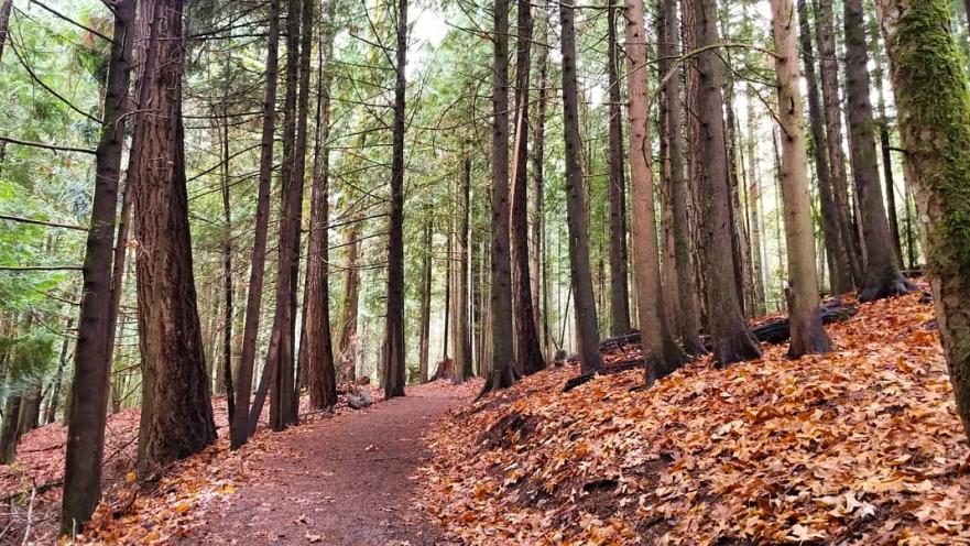 latoria creek park colwood fall leaves