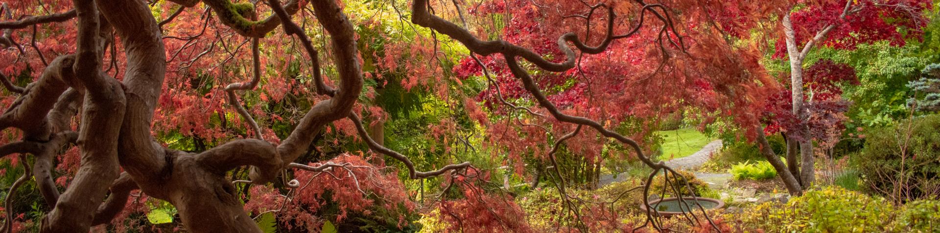 the twists and turns of fall in the Japanese Gardens at Hatley Castle