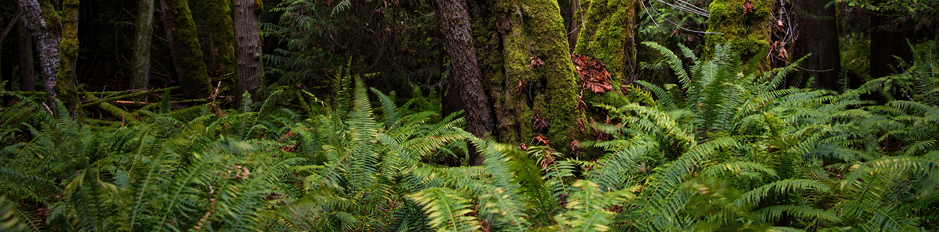 ferns trees latoria creek park