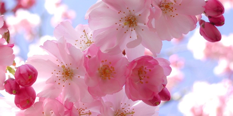 pink cherry blossoms close up