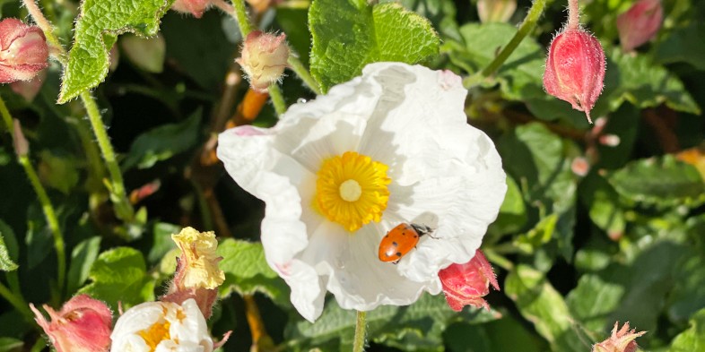 Ladybug on a cistus flower