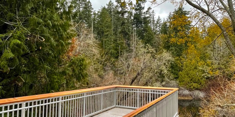 viewing platform looking toward forested pond