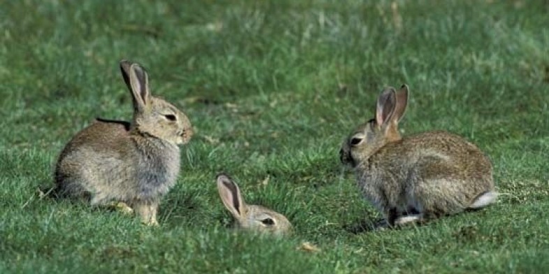 three rabbits in the grass