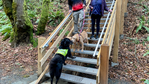 dogs on leash meeting on stairs in latoria creek park colwood