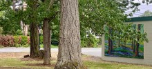 trees in a park with artwork on the wall