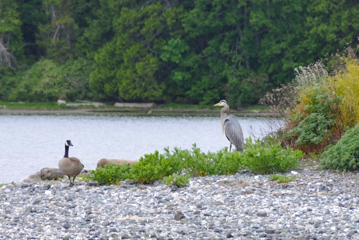 Cohabitation - Canada Goose with Blue Heron