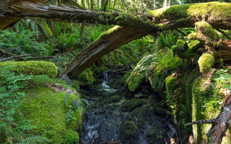 mossy logs over Latoria Creek