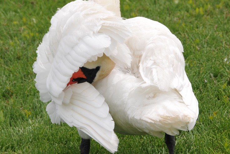 Preening Swan