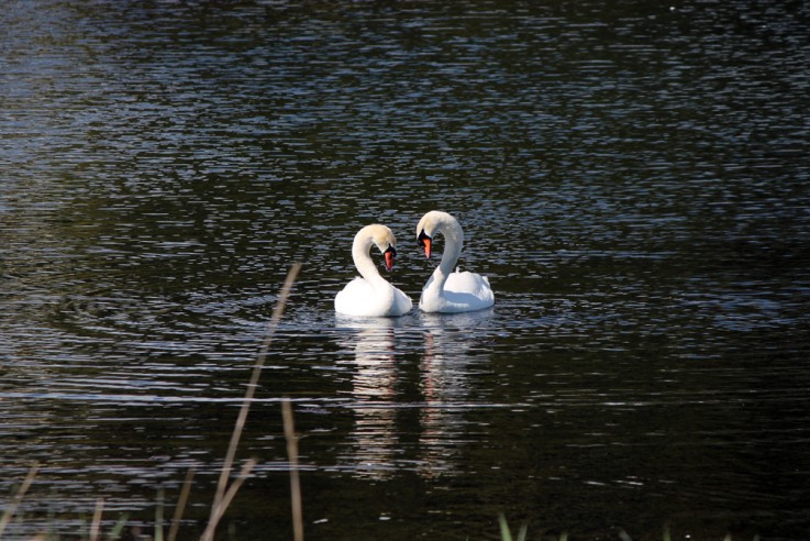 Swans at the Lagoon