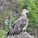 Juvenile Bald Eagle spotted near Metchosin & Latoria Roads