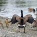Protective Parent - Canadian Geese with Goslings