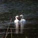 Swans at the Lagoon