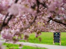 colwood creek park sign with cherry blossoms
