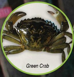 green crab